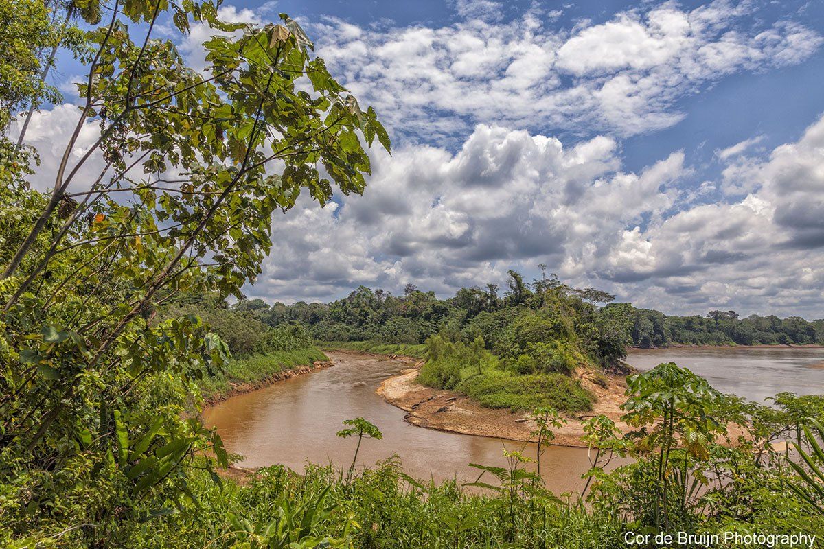 River flowing through lush green rainforest under a cloudy sky.
