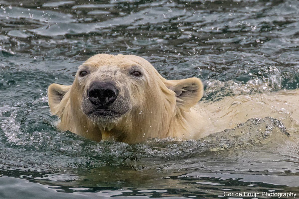 Polar bear swimming in dark water, looking directly at the viewer.