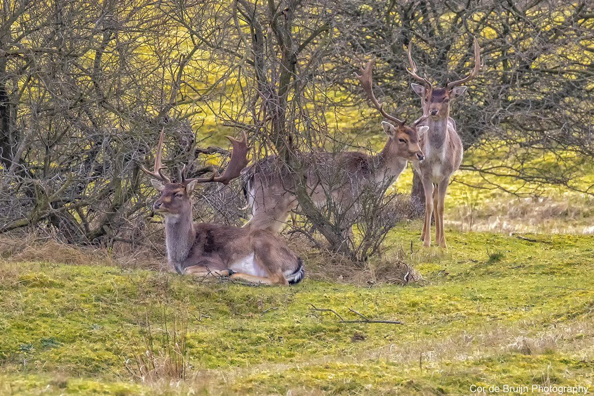 Two deer with large antlers in a grassy field near trees, one lying down and the other standing.