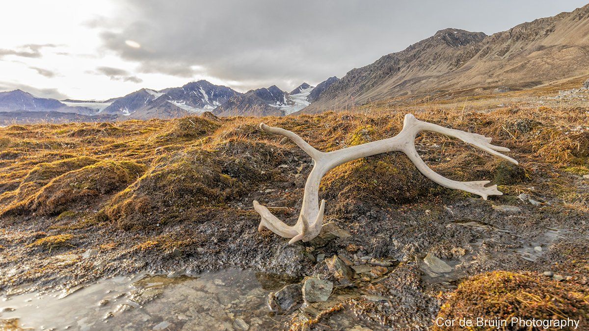 Antler on mossy ground, mountains and cloudy sky in the background.