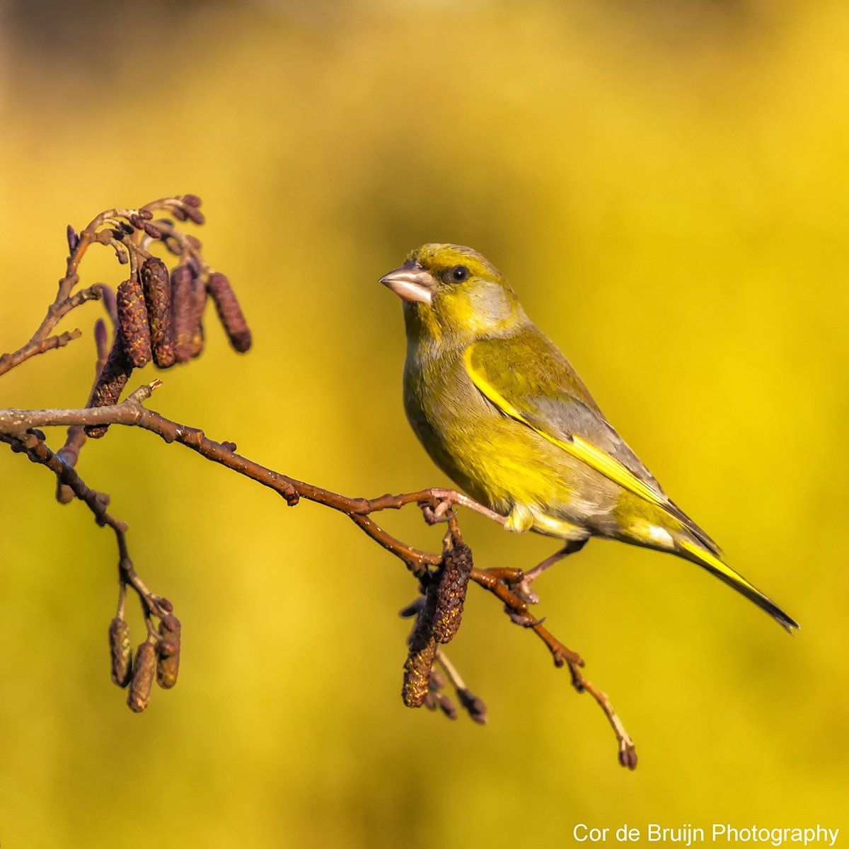 Greenfinch bird perched on a branch, yellow background.