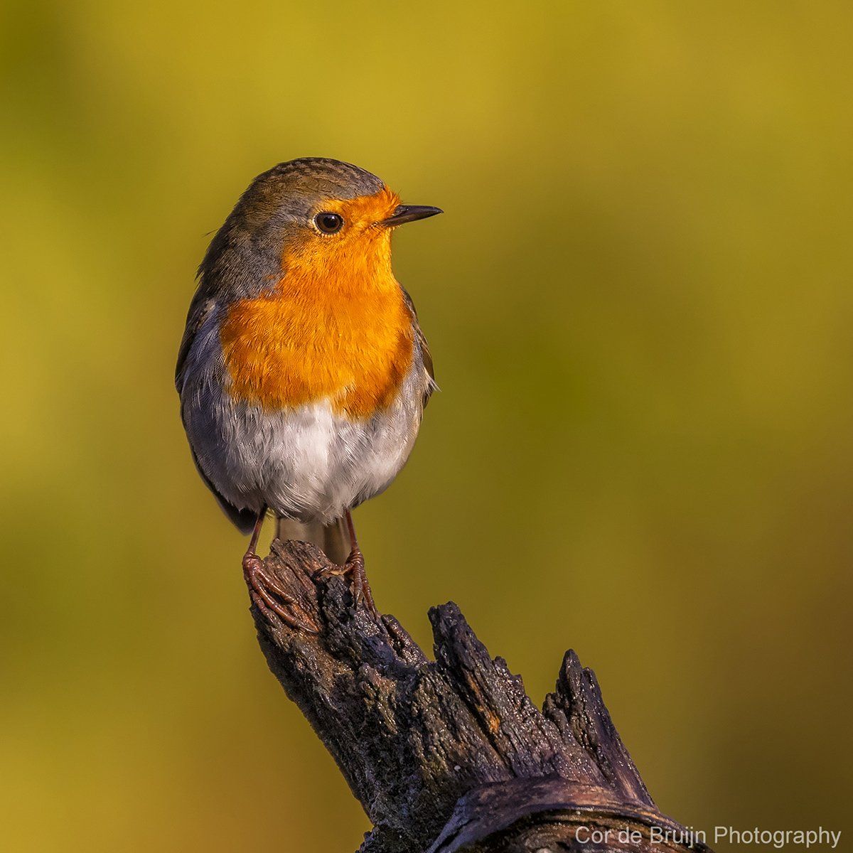 European robin perched on a dark branch; vibrant orange breast, gray back, against a blurred yellow-green background.