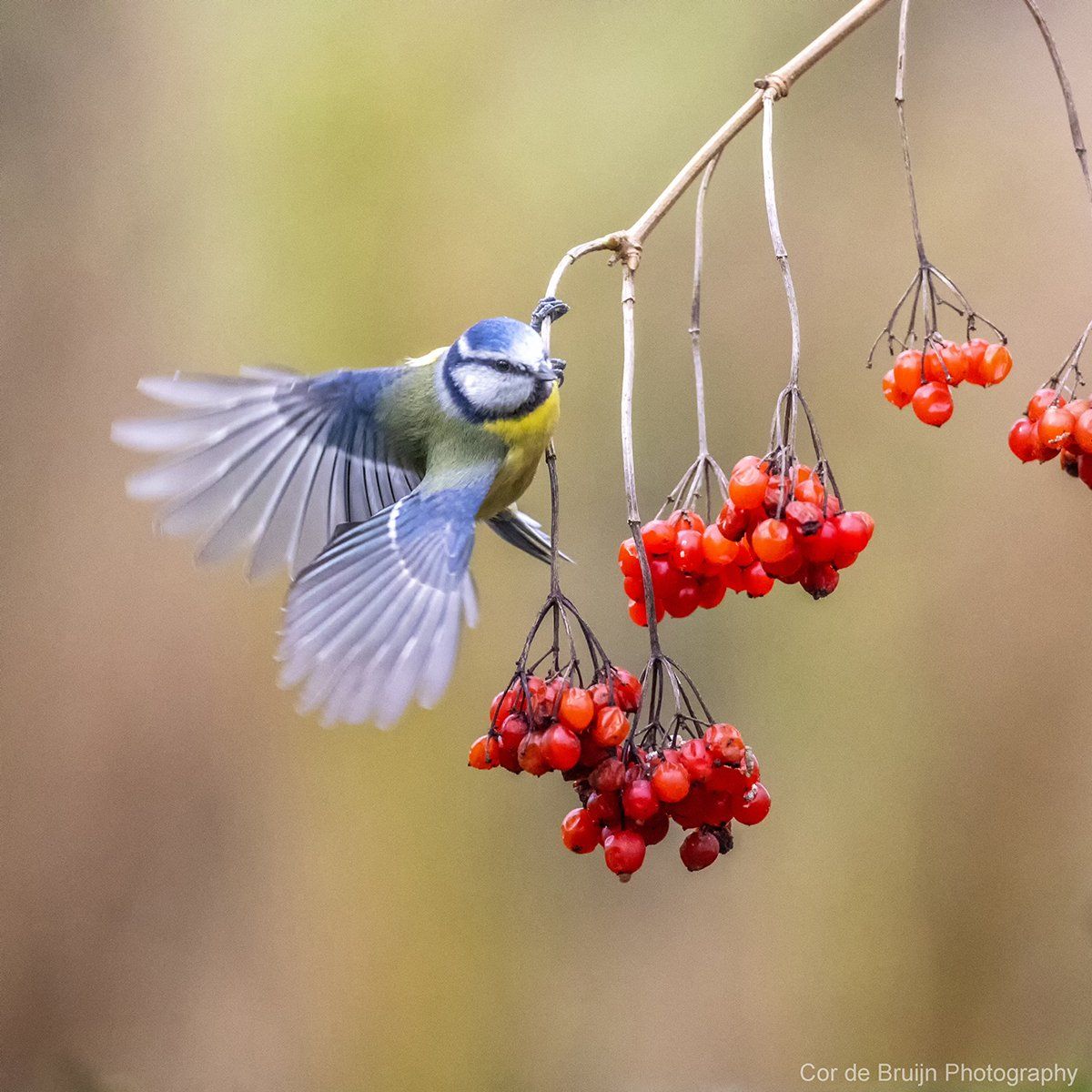 Blue and yellow bird, in flight, reaches for red berries on a branch.