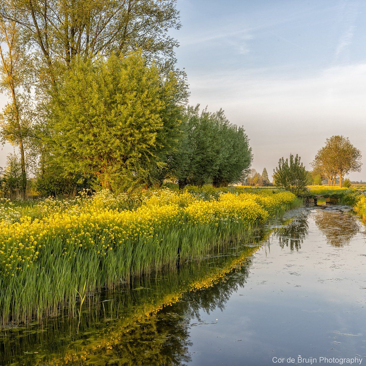 Canal lined with yellow flowers and green foliage, reflected in the water, under a pale blue sky.