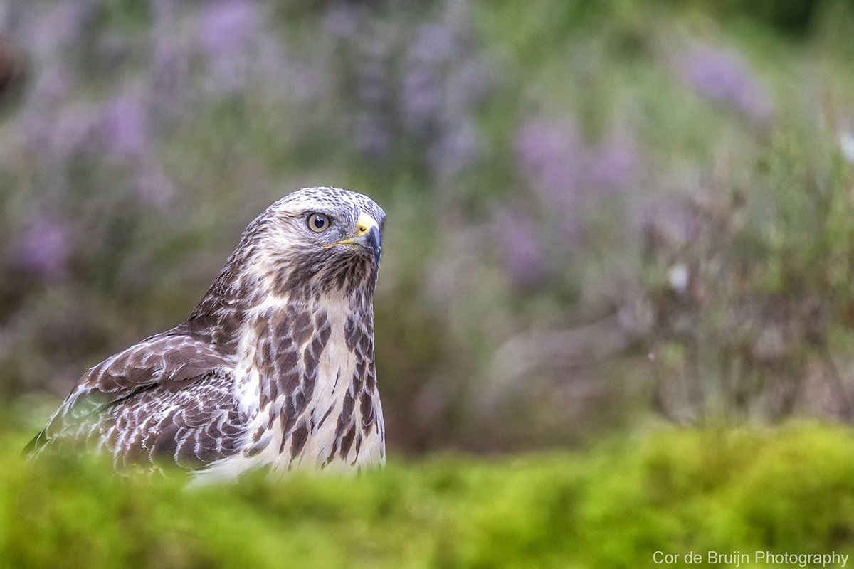 Brown and white hawk with focused gaze, sitting amidst green foliage and purple flowers.