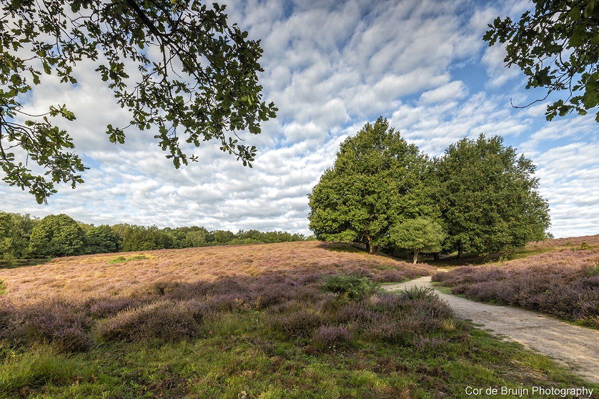 Purple heather field with trees, path, and textured clouds under a blue sky.