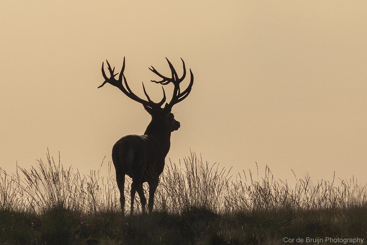 Silhouette of a stag with large antlers, standing on a grassy hill against a pale sky.