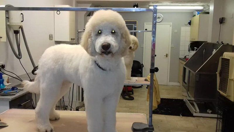 Dog grooming services sample 5