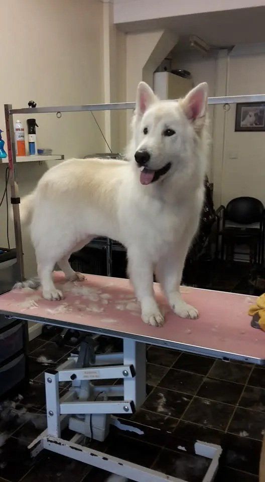 Dog grooming services sample 4