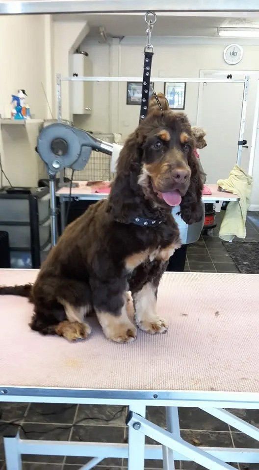 Dog grooming services sample 2