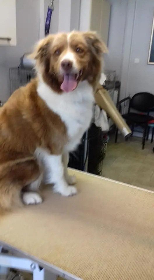 Dog grooming services sample 12