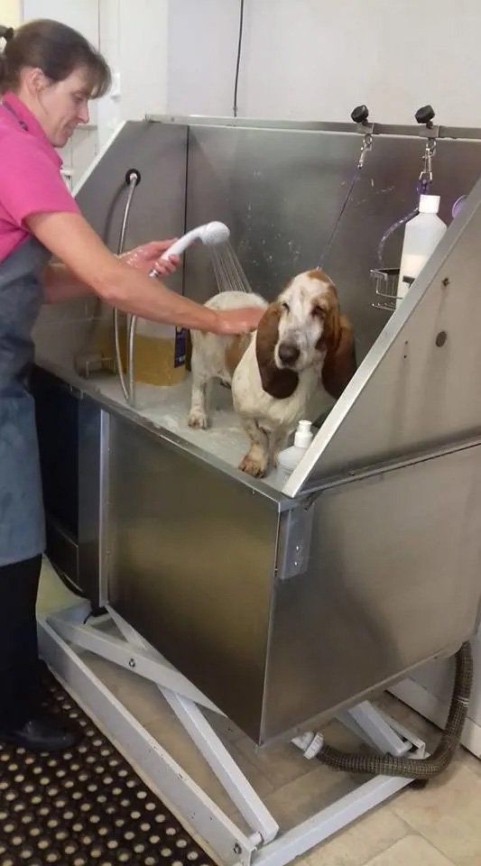 Dog grooming services sample 10