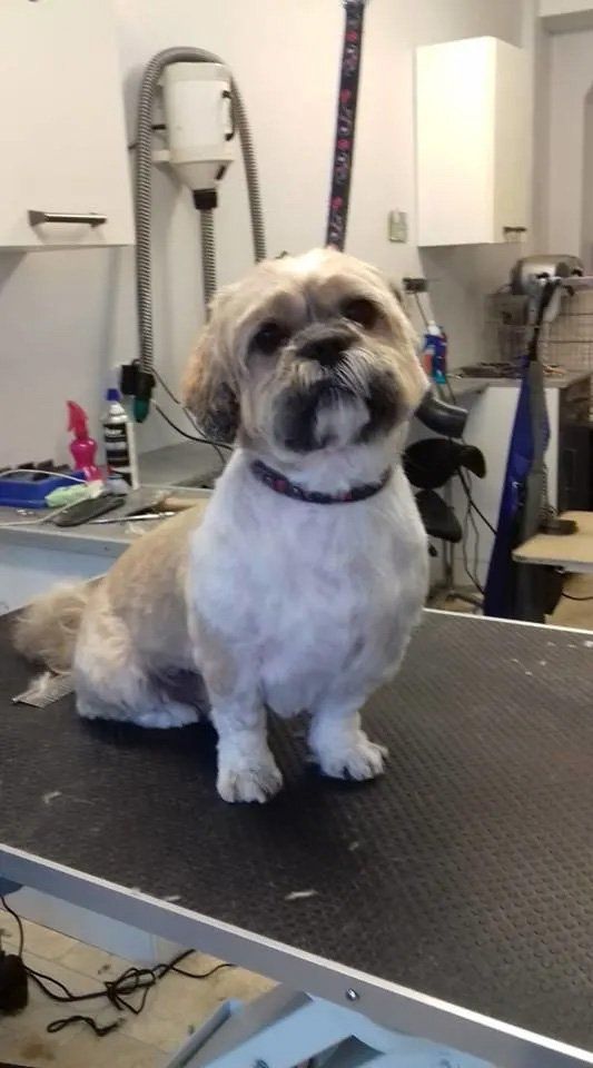 Dog grooming services sample 6
