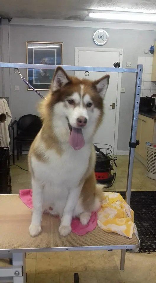 Dog grooming services sample 8