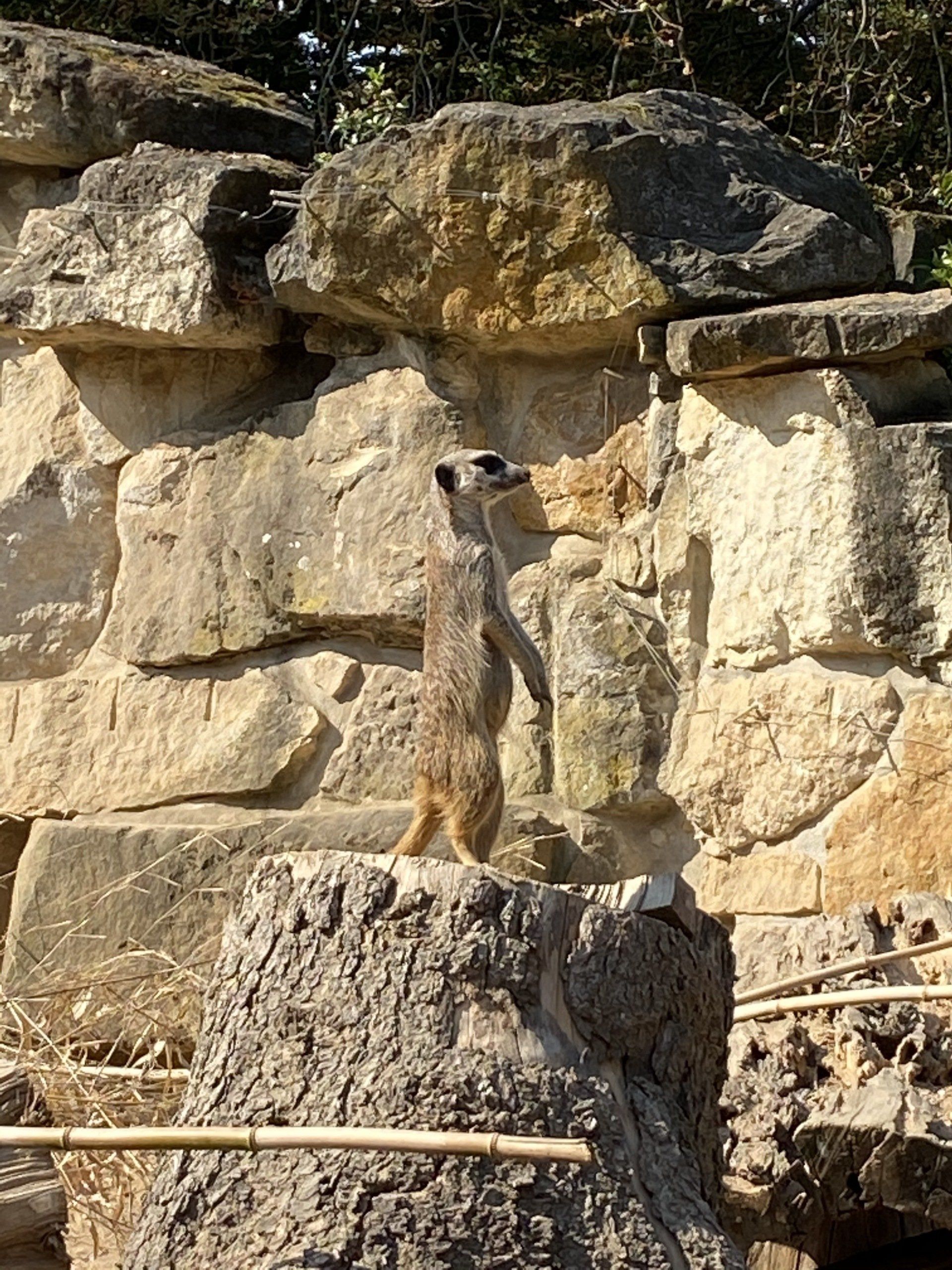 Erdmännchen steht aufrecht auf einem Baumstumpf und blickt wachsam an einer Steinmauer.