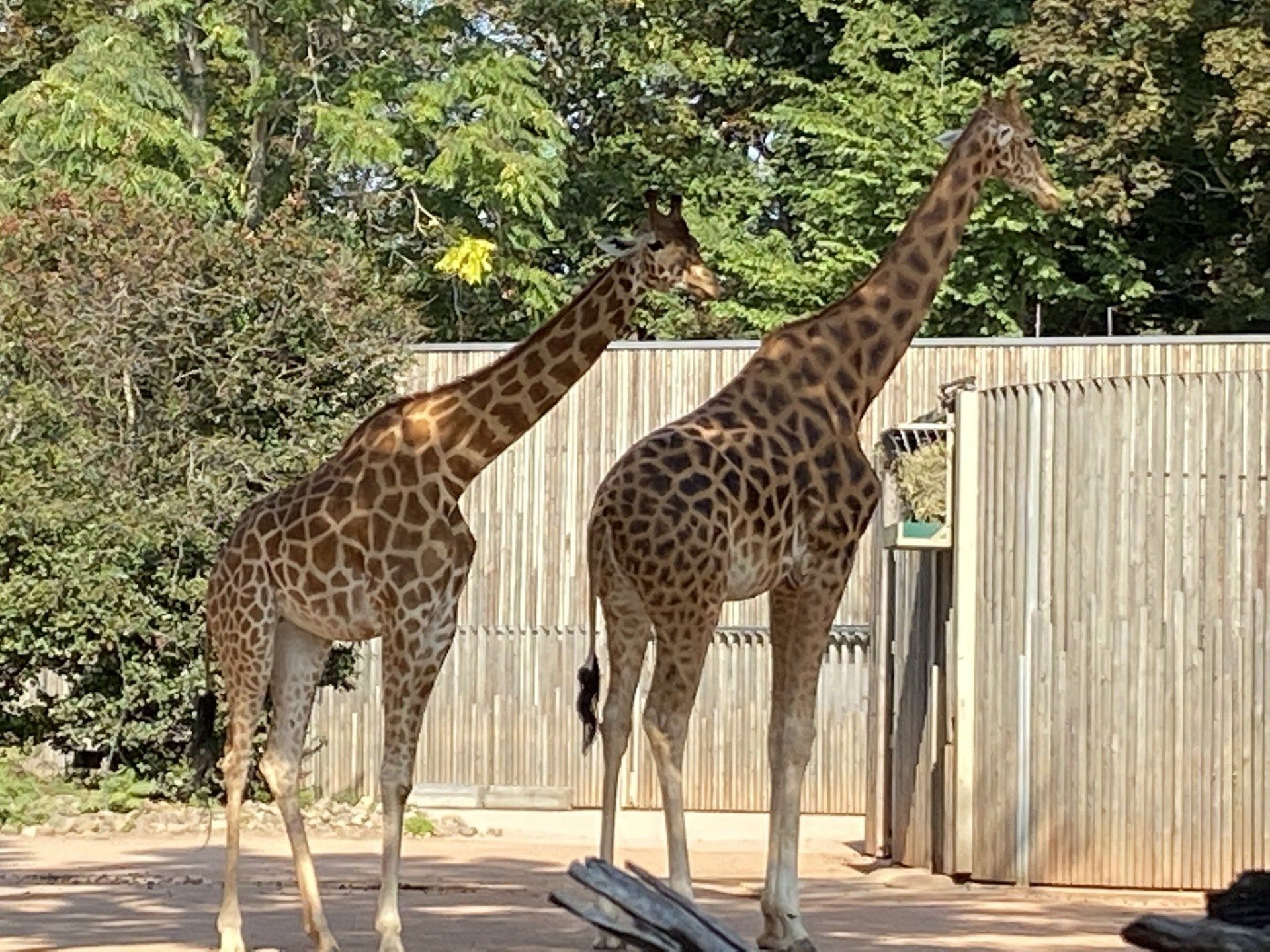 Zwei Giraffen stehen in einem Gehege mit Holzwänden und grünen Bäumen.