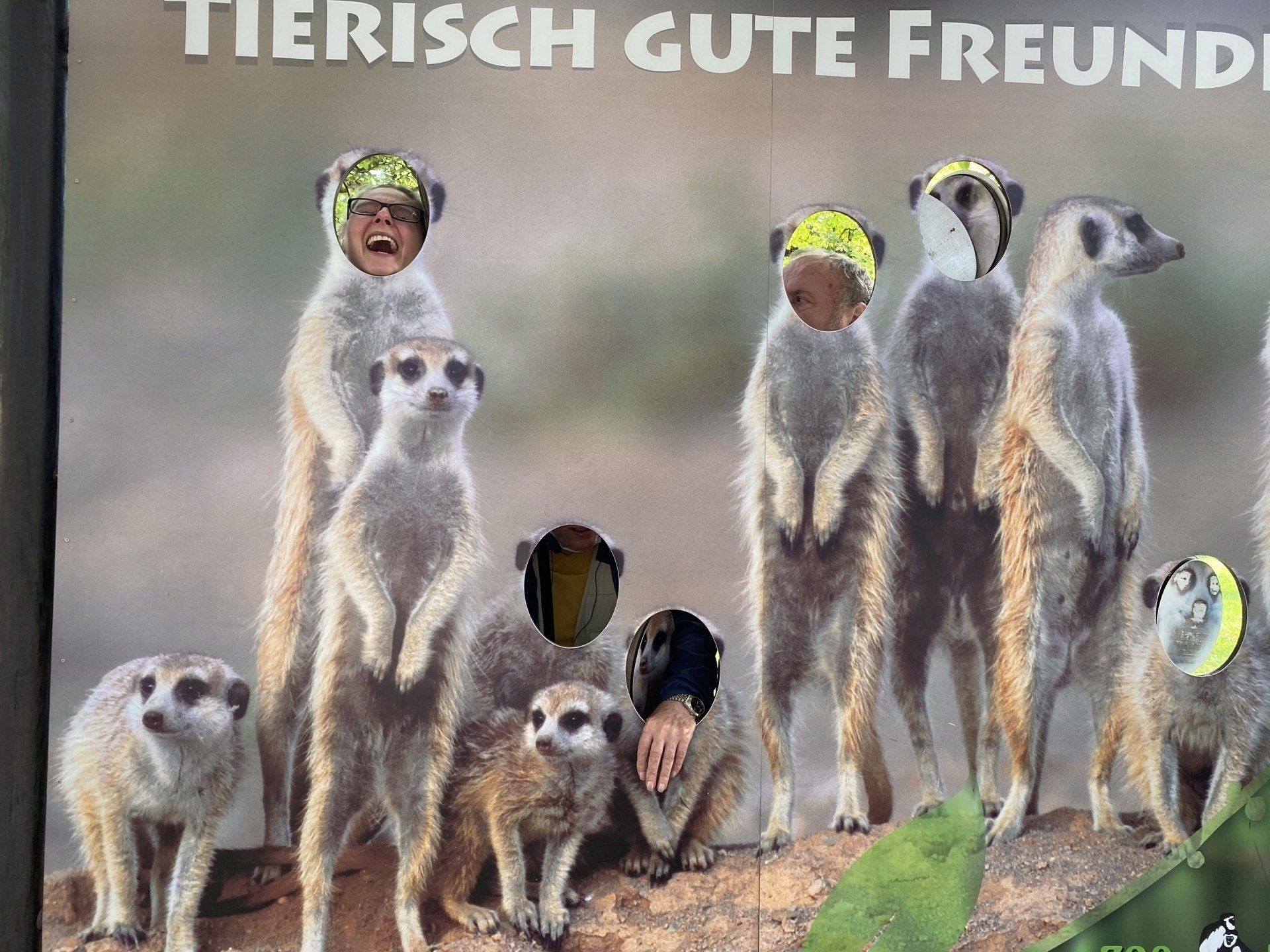 Eine Gruppe Erdmännchen mit darübergelegten menschlichen Gesichtern steht auf einem Felsen. 