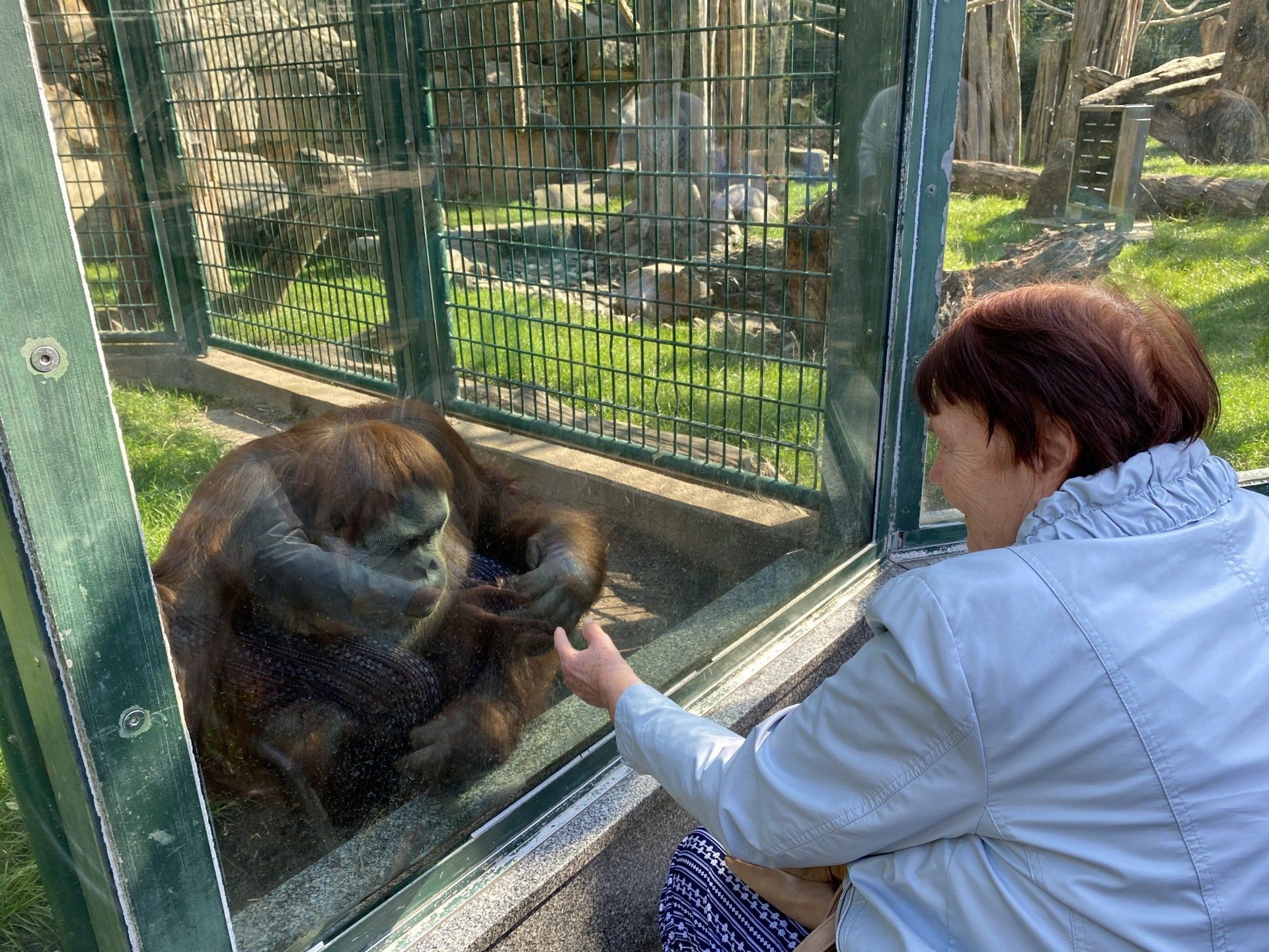Eine Frau berührt durch ein Glasgehege in einem Zoo die Hand eines Orang-Utans.