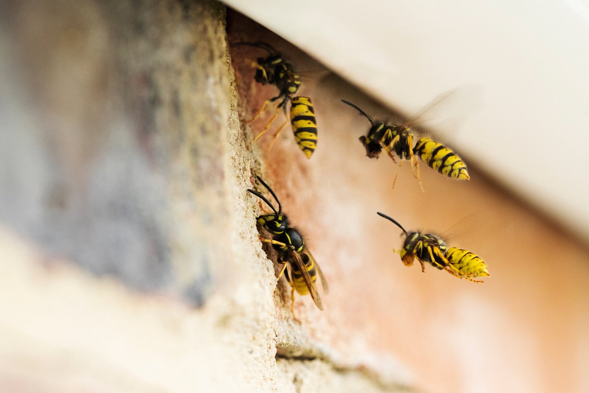 Wasps Nest Under Roof Of House — Highland Park, IL — A-1 Pest Control