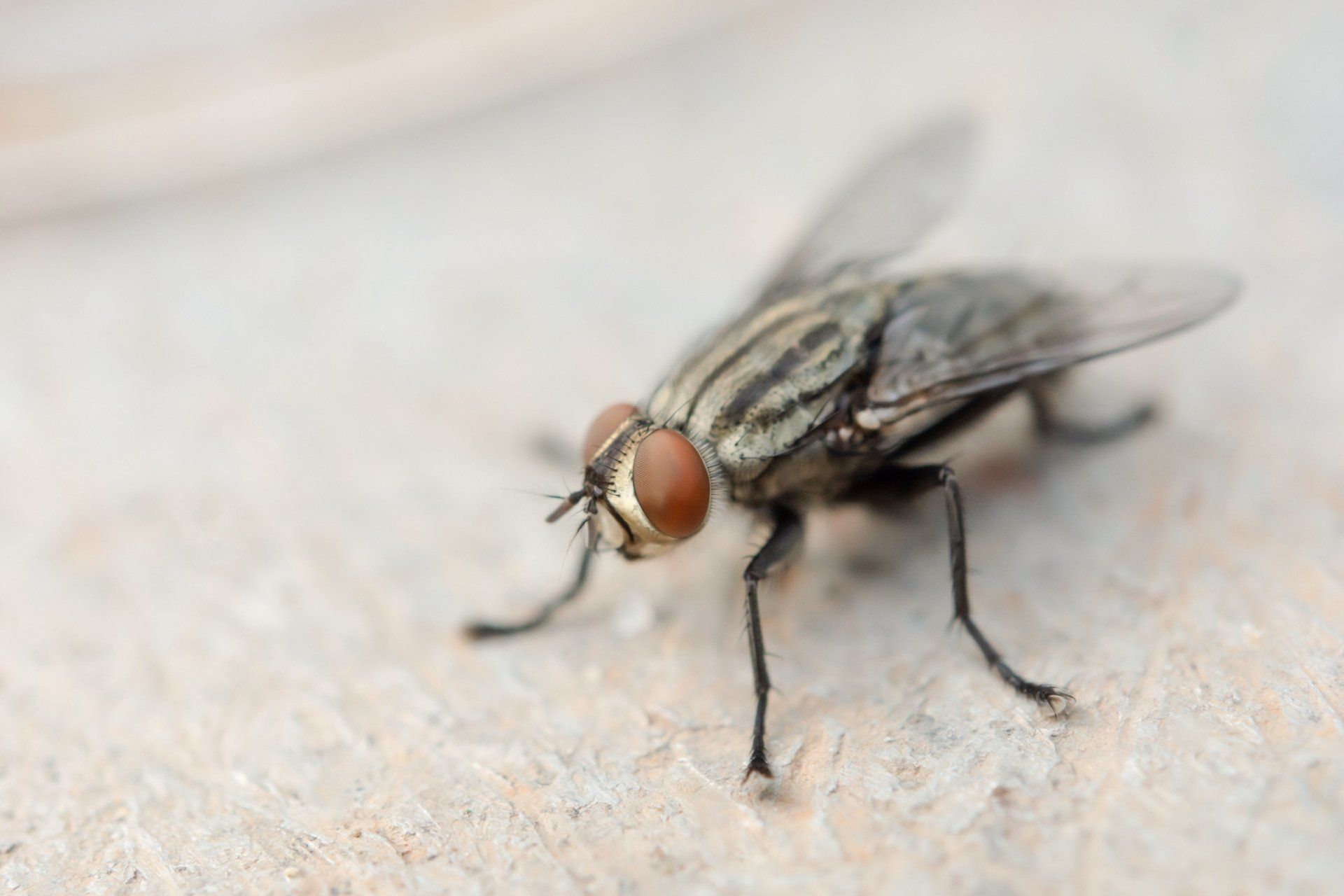 Macro Shot Of Fly — Highland Park, IL — A-1 Pest Control