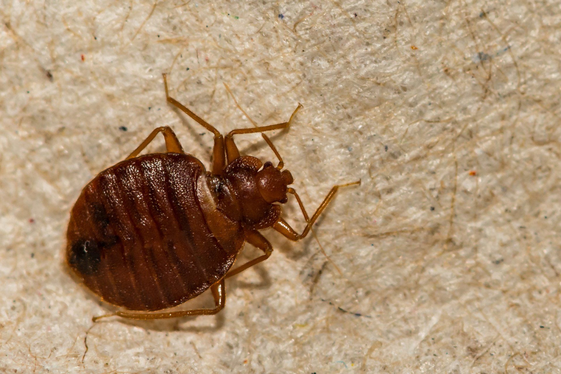 Close Up Of A Common Bed Bug — Highland Park, IL — A-1 Pest Control