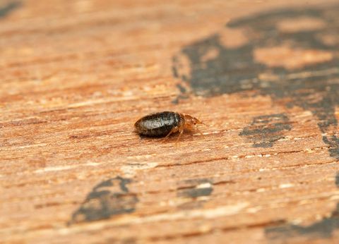 Bed Bug On A Wooden Table — Highland Park, IL — A-1 Pest Control Bed Bug On A Wooden Table — Highland Park, IL — A-1 Pest Control