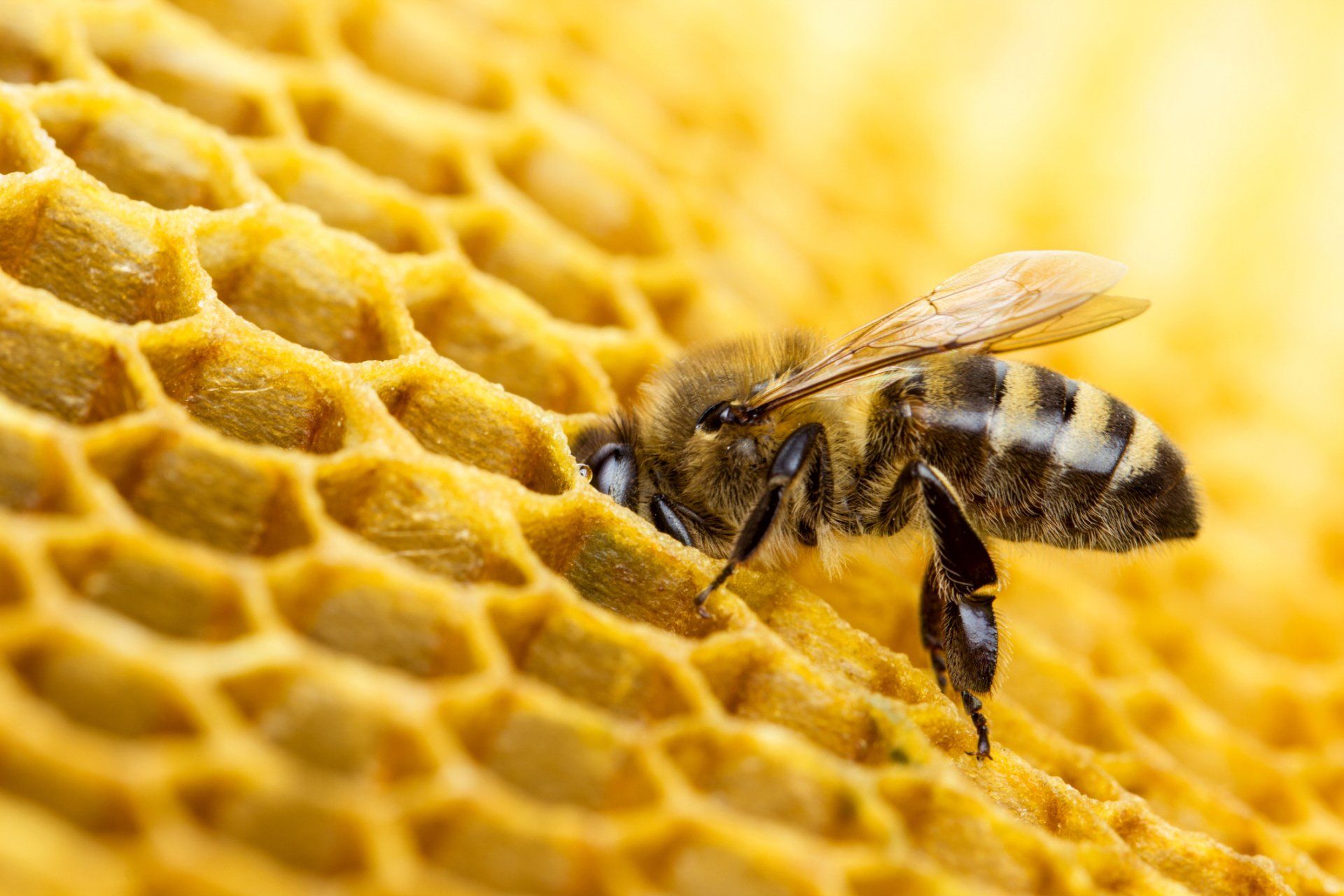 Working Bees On Honeycomb — Highland Park, IL — A-1 Pest Control