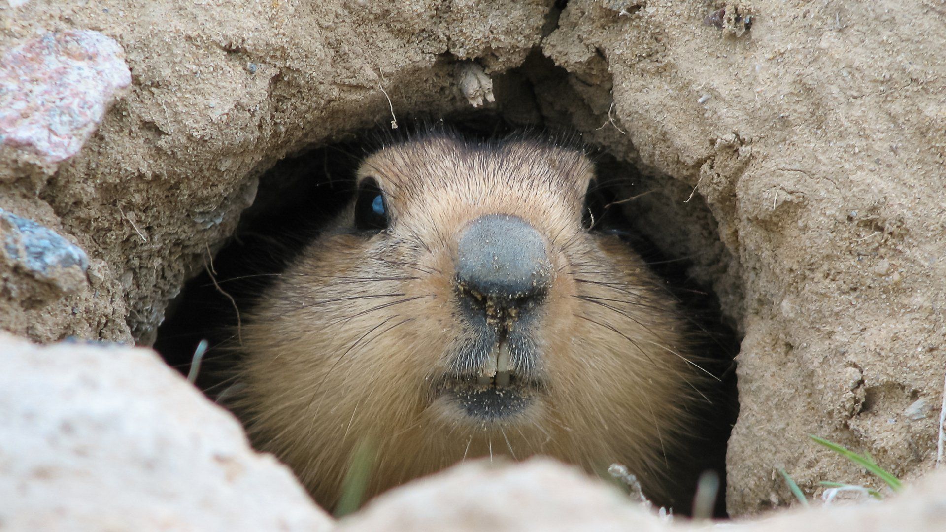 Groundhog On A Small Cave — Highland Park, IL — A-1 Pest Control