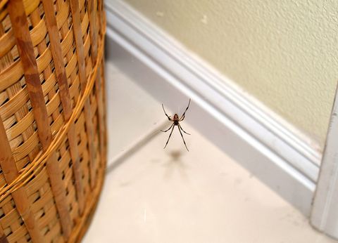 A Spider Near The Basket — Highland Park, IL — A-1 Pest Control A Spider Near The Basket — Highland Park, IL — A-1 Pest Control