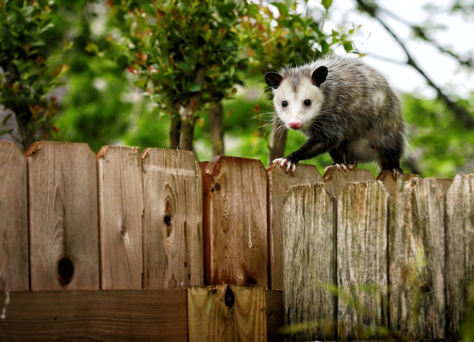 Opossum Walking On Backyard Fence — Highland Park, IL — A-1 Pest Control