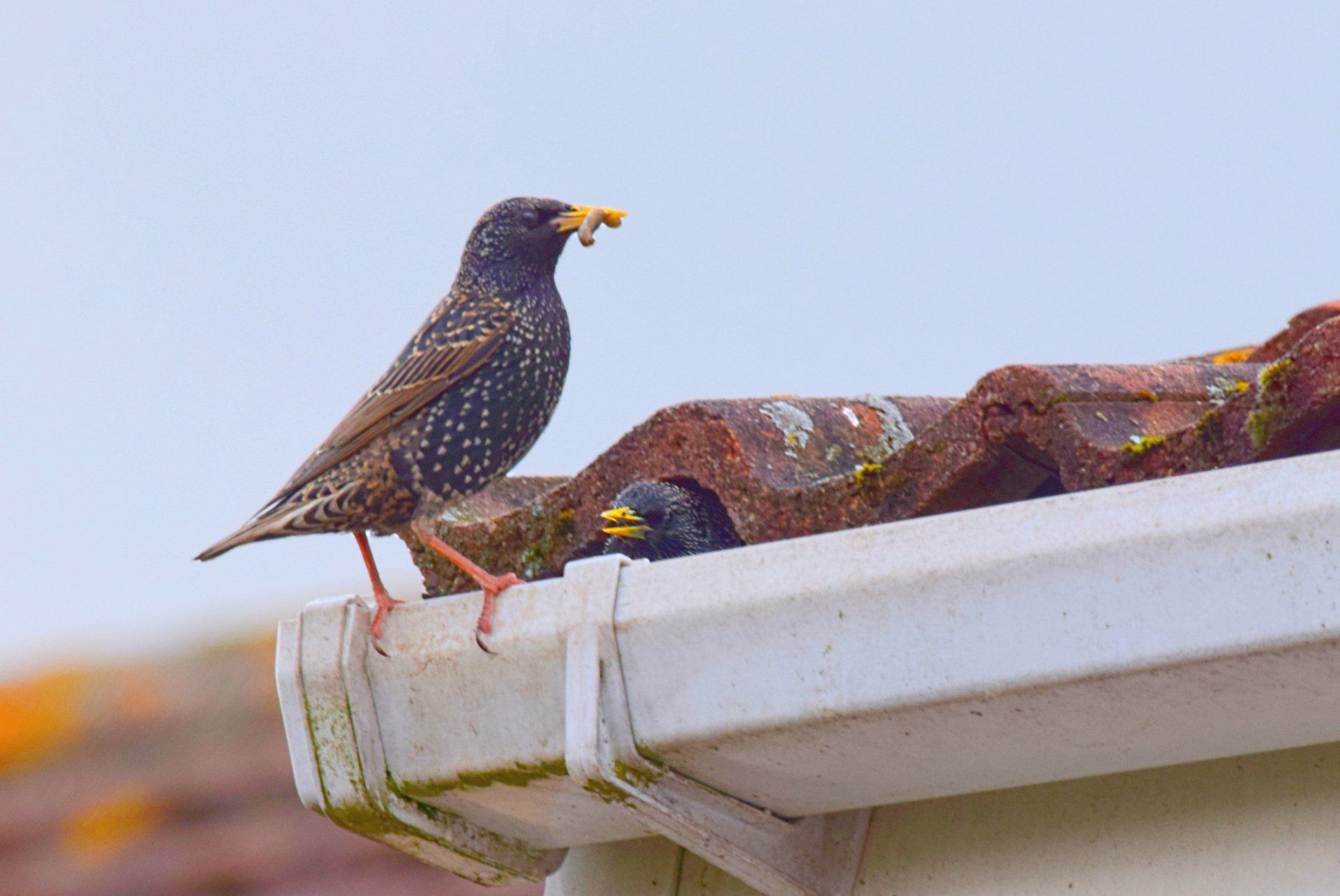 Birds On The Roof — Highland Park, IL — A-1 Pest Control