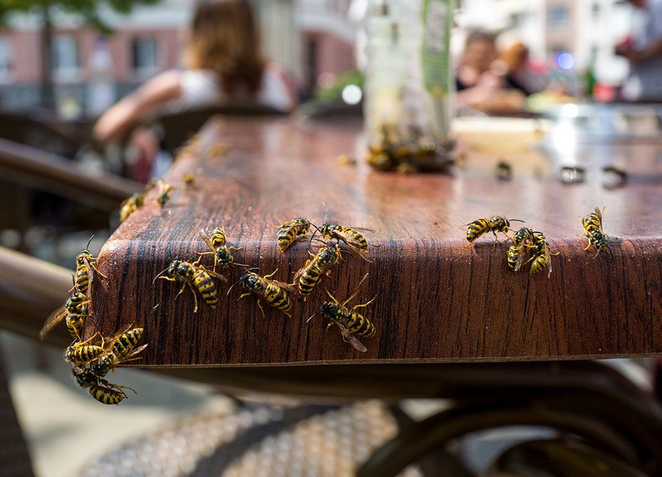 Wasps In A Cafe — Highland Park, IL — A-1 Pest Control Wasps In A Cafe — Highland Park, IL — A-1 Pest Control