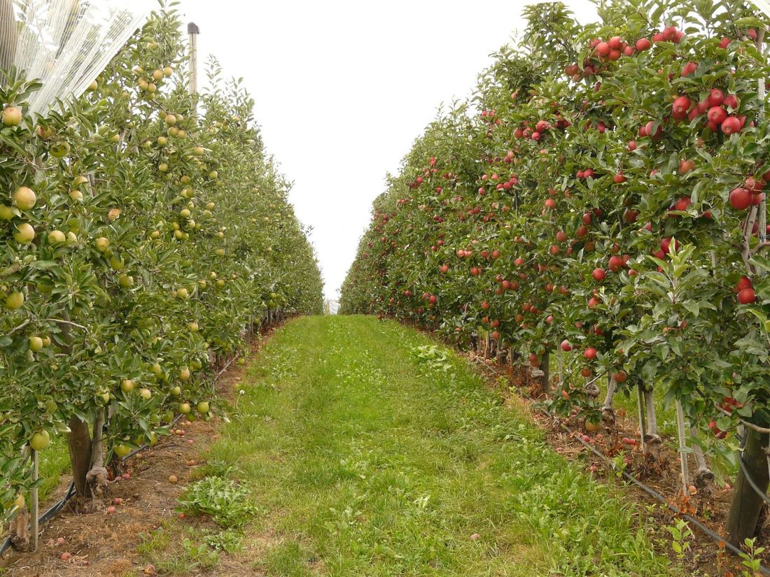 alberi da frutto