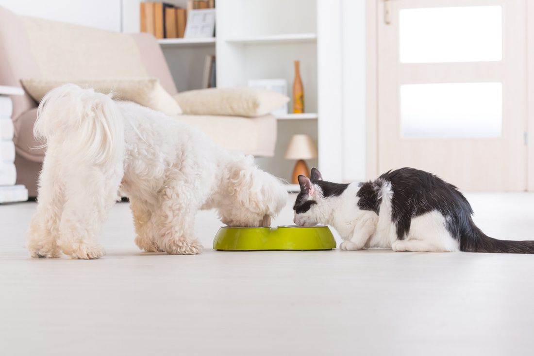 cane e gatto