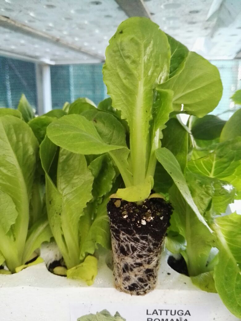 pianta di insalata