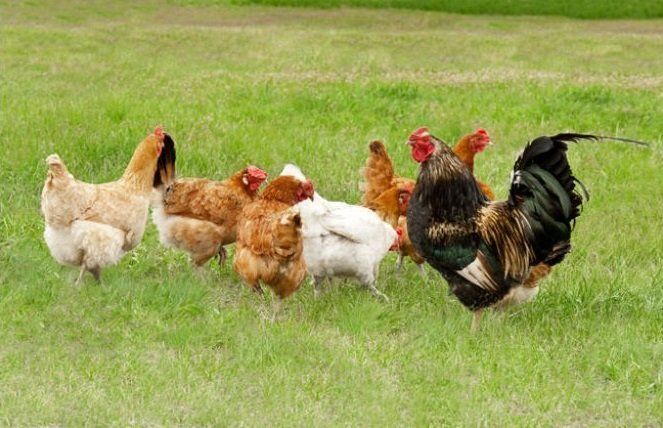 galline in vendita nel negozio