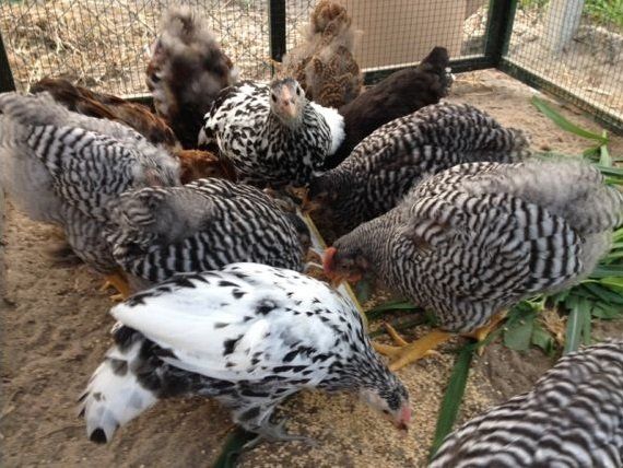 galline in vendita