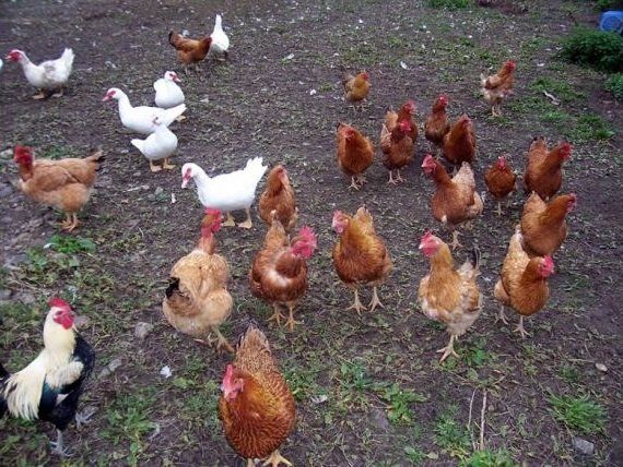 galline