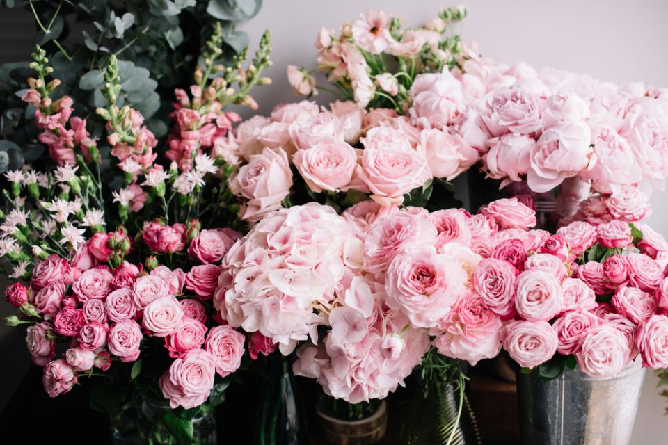 fiori di diversa specie rosa