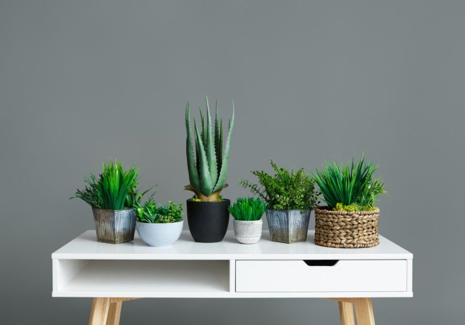 piante ornamentali