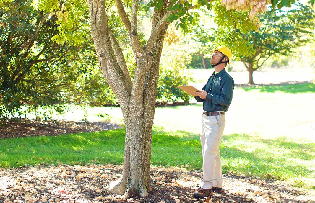 Frederick tree service