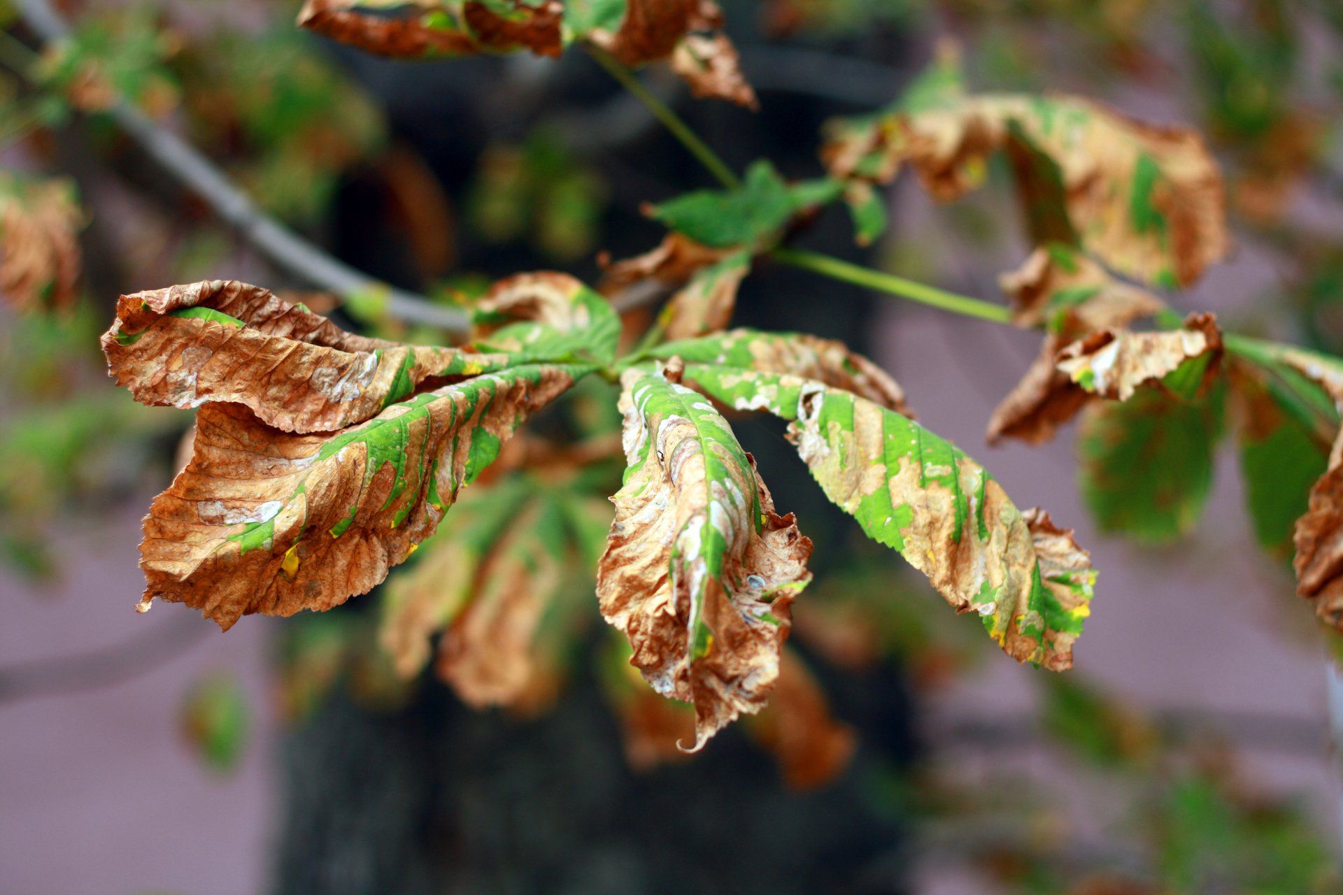State College tree removal diseases