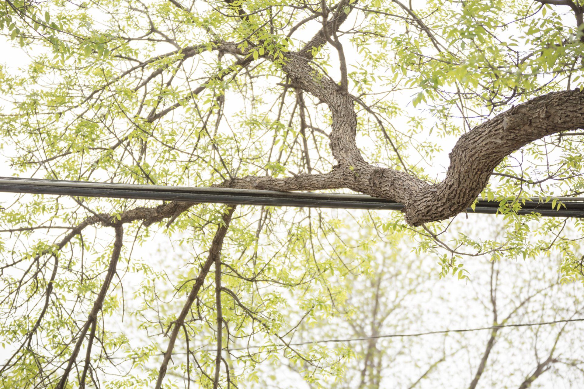State College emergency tree service