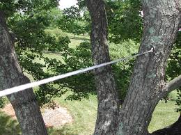State College tree cabling and bracing