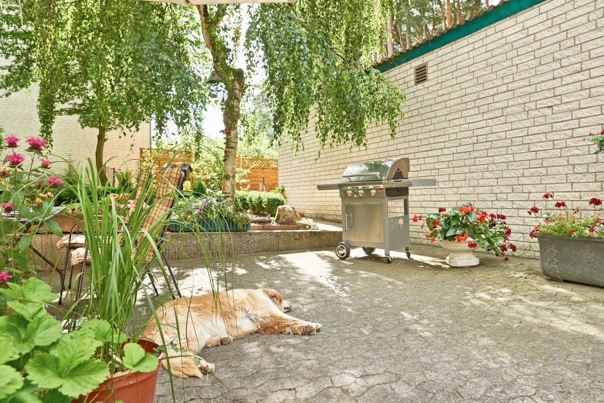 Ein Hund liegt in einem Hinterhof neben einem Grill auf dem Boden.