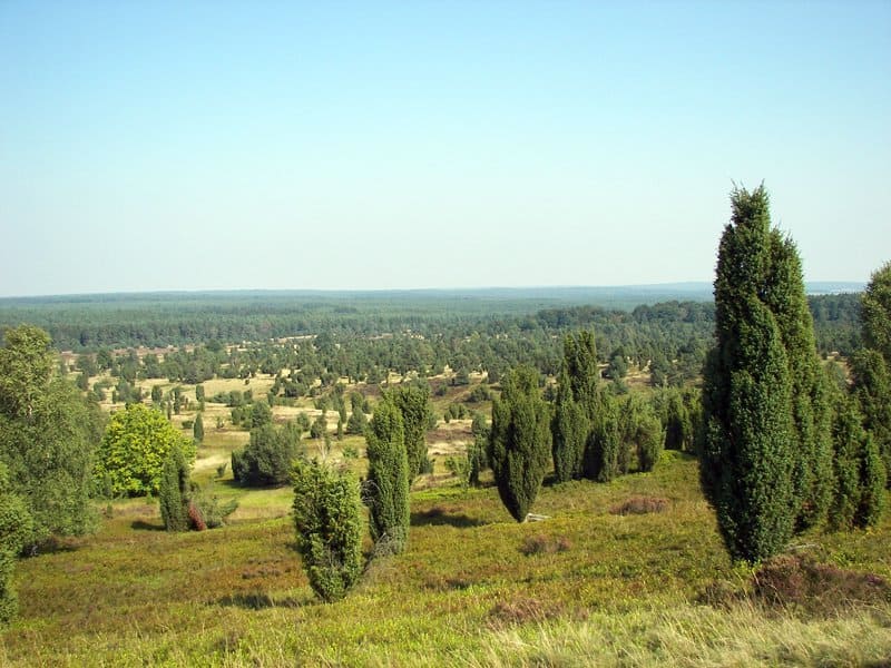 Eine üppige grüne Wiese mit Bäumen im Vordergrund und einem blauen Himmel im Hintergrund.
