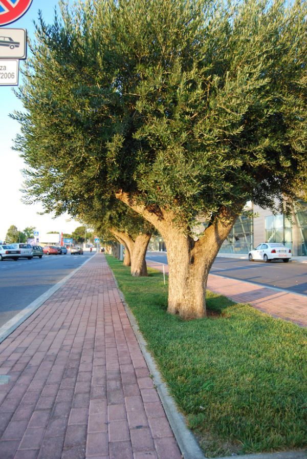 viale alberato aeroporto