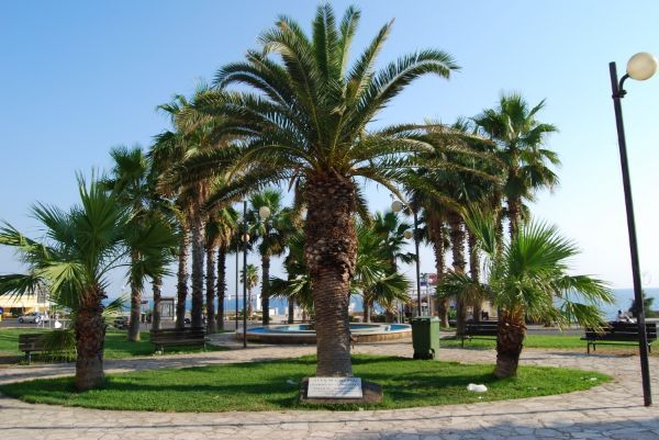 Palme in giardino