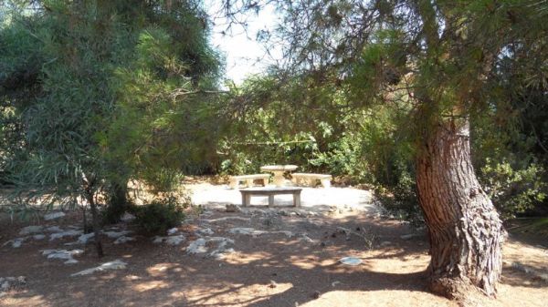 Piazzola con alberi