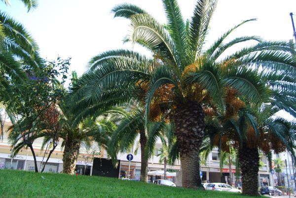 Giardino urbano con palme